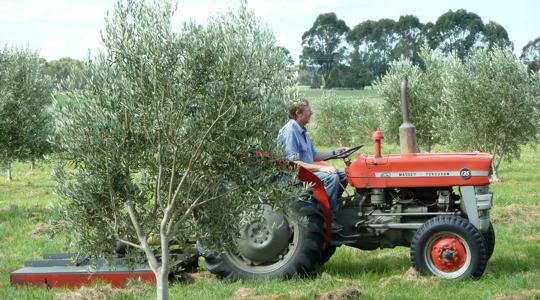 Chris McCallum on the tractor in the grove