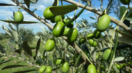 Green olives on the tree