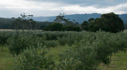 The Devon Siding olive grove